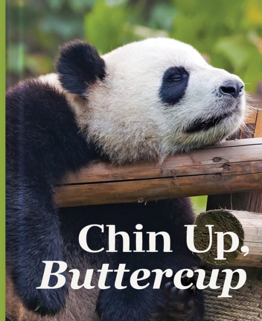 Chin Up, Buttercup