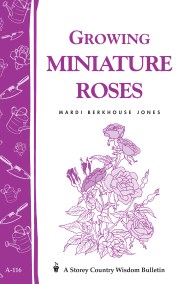 Growing Miniature Roses