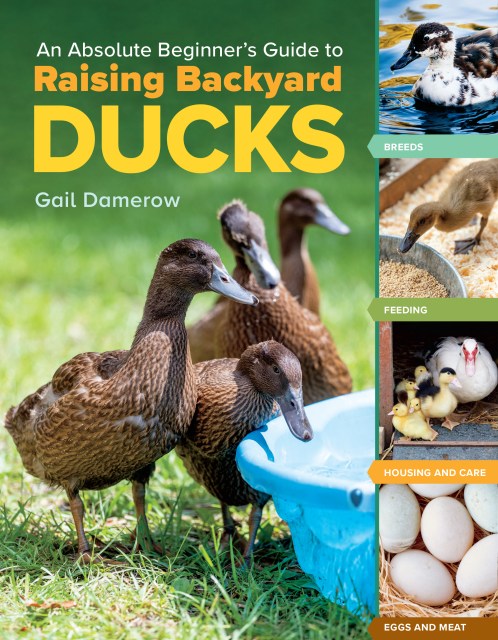 An Absolute Beginner’s Guide to Raising Backyard Ducks